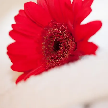 Olympia Διαμέρισμα