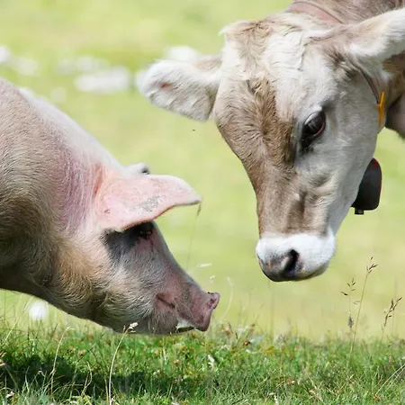 Olympia * مايرهوفن